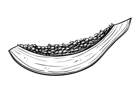 Slice of Papaya Fruit. Vector illustration of exotic tropical Plant on isolated Stock Illustration