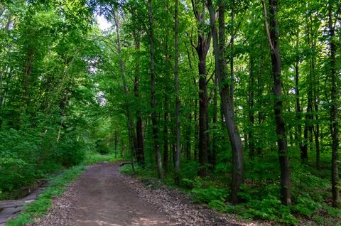 A slice of the path across the road in a dense forest Stock Photos