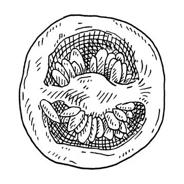 Slice pepper chilli. Vintage hatching gray monochrome illustration. Stock Illustration