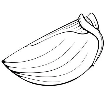 Slice of persimmon line art Stock Illustration