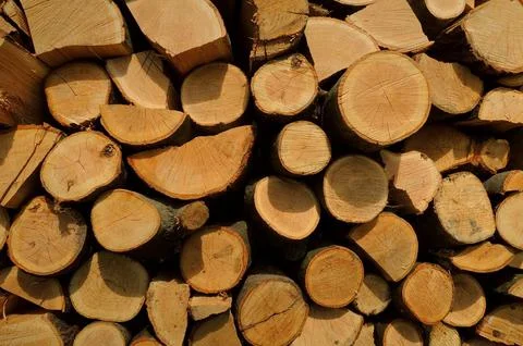 A slice of red oak logs stacked in a woodpile Stock Photos