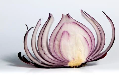 Slice of red onion Stock Photos