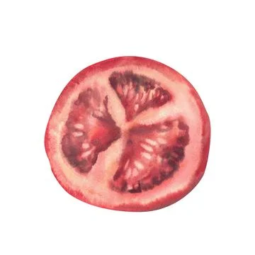 Slice of red tomato with seeds. Hand drawn watercolor illustration. Cut piece of Illustration