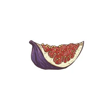 Slice of ripe fig fruit, sketch engraving vector illustration isolated on white. Stock Illustration