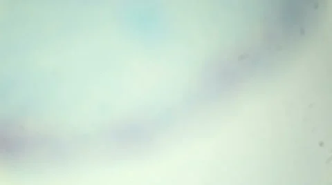 Slice the root of a young horse bean under the microscope Vídeos de archivo 47056753