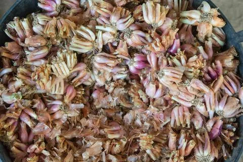 Slice Scrap of Shallot or Red Onion Root Stock Photos