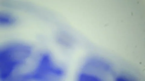 Slice the Testis cat under the microscope (Testis Sec.), Ful HD Stock Footage 47112634