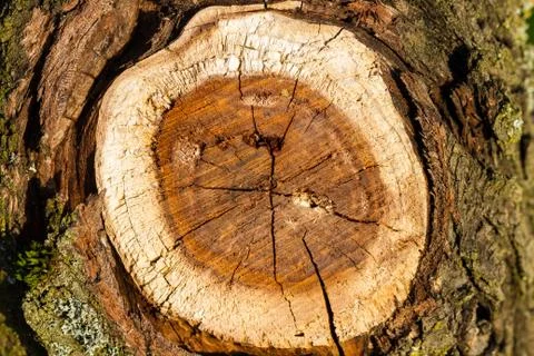 Slice texture from a fir tree stump Foto stock