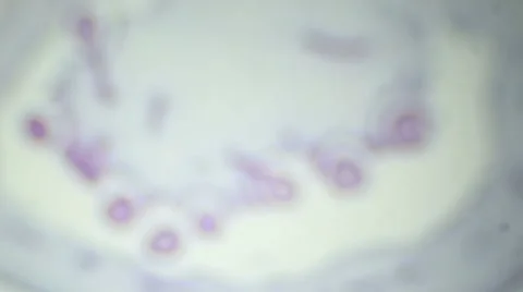 Slice of tomato fruits under the microscope (Tomato fruit Sec.) Vídeos de archivo 47076229