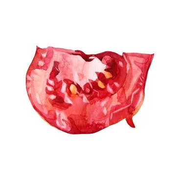 Slice tomato isolated on white background. Watercolor red hand drawn vegetable Stock Illustration