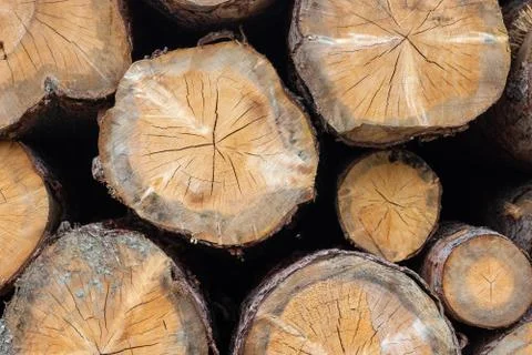Slice of tree log close up reavealing year rings and chainsaw marks Stock-Fotos