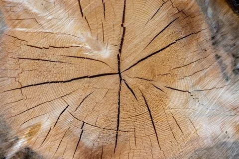 Slice of tree log close up reavealing year rings and chainsaw marks Stock-Fotos