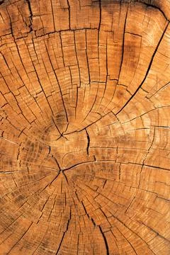 Slice the trunk of the tree. Annual rings at an old oak tree. Cracks on the wood Stock Photos