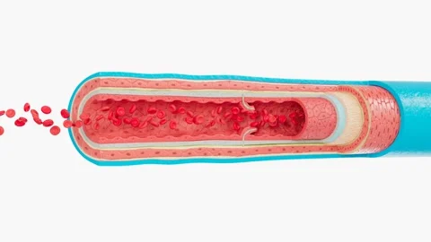 Slice of Vein Vidéo 250444432