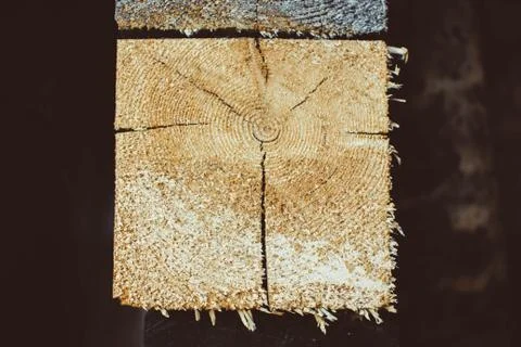 Slice of wood Photos