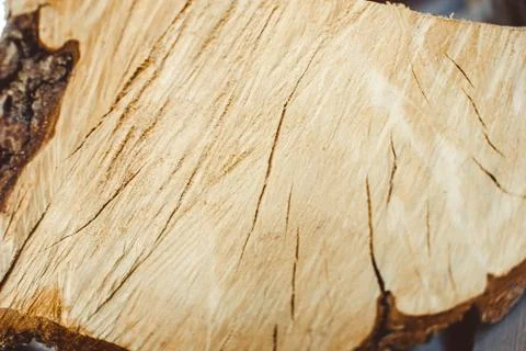 Slice of wood 库存照片