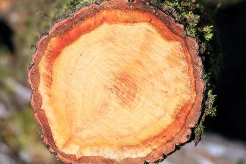 Slice of wood Stock Photos