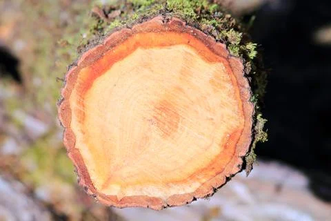 Slice of wood Stock Photos