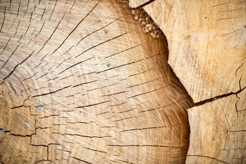 Slice of wooden log Stock Photos