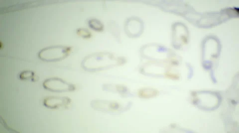 Slice the young fetus Capsella under the microscope (Capsella Young Embryo Sec.) Vídeos de archivo 47087681