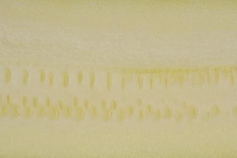 Slice of zucchini Stock Photos