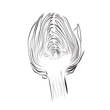 Sliced Artichoke Half Vector Line Art Hand Drawn Cut Vegetable Sketch イラスト素材