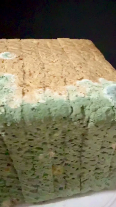 Sliced bread covered in green and white fuzzy mold Stock-Footage 331981991