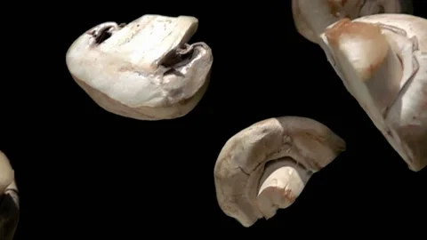 Sliced champignon mushroom flies down diagonally Stock Footage 213228494