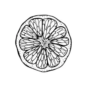 Sliced circle of citrus fruit. A slice of tangerine lemon orange lime hand dr Stock Illustration