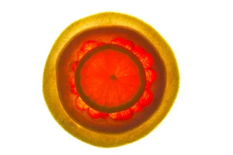 Sliced citrus Stock Photos