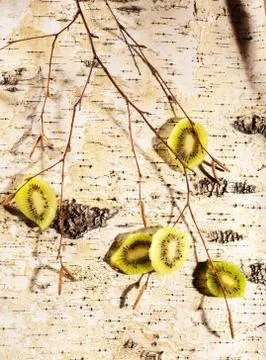 Sliced kiwi fruit on branches Stock Photos