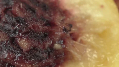 Sliced Nectarine extreme close up presentation stock footage Stock Footage