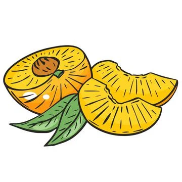 Sliced peach, vector. Peach half and wedges. Stock Illustration