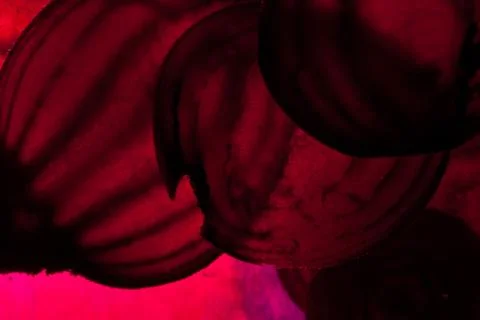 Sliced raw beet Stock Photos