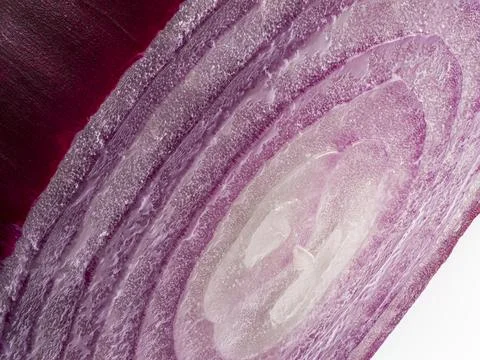 Sliced red onion macro background showing detailed concentric layer pattern Foto stock