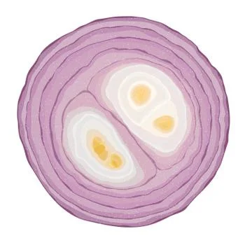 Sliced red onion on white background Illustrazione stock