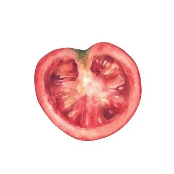 Sliced ripe red tomato, half of vegetable. Hand drawn watercolor illustration of Stock Illustration