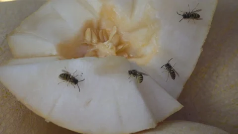 Sliced sweet melon, with wasps crawling all over it Stock Footage 113774356