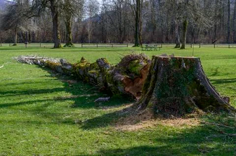 Sliced up Tree Stock Photos