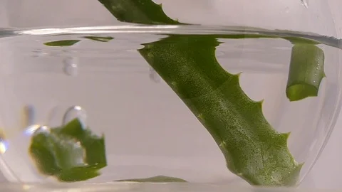 Slices aloe vera falling water slow motion Stock Footage 87488289