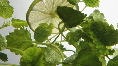 Slices of lime fall down into water with green mint twigs Stockbeeldmateriaal 153121955