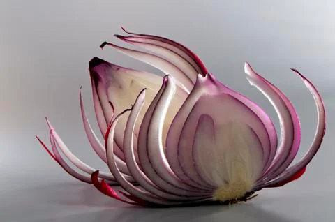 Slices of red onion Stock Photos