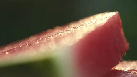 Slices of rotation fresh watermelon on table in green garden during warm sunset Stock Footage 280826046
