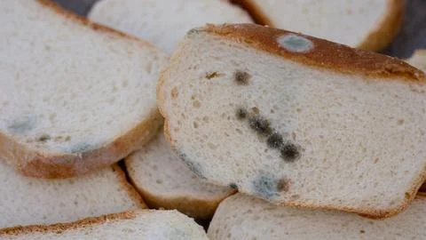 Slices of white bread are covered in spots of green and black mold. Stock Photos