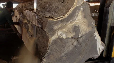 Slicing a hardwood Stock Footage 52534772