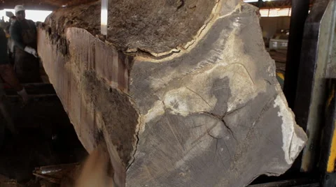 Slicing a huge trunk Stock Footage 52535259