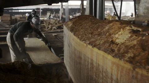 Slicing a log Stock Footage 52533650