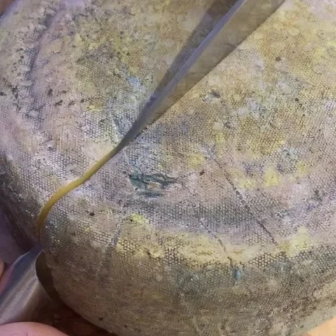 Slicing round cheese form Stock Footage 152470127