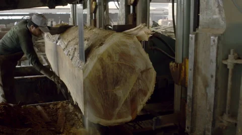 Slicing a tree Stock Footage 52532648