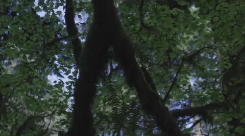 Slide Across the Forest Canopy Stock Footage 40002425